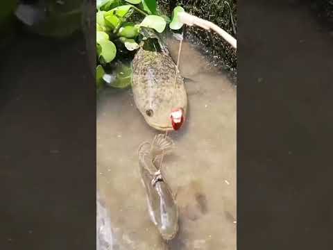 hook fishing Big fish #fishing  #fish #fishingtips  #uniquefishing #uniquesfishingtechniques