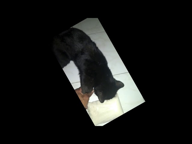 Vídeo relacionado con Gato Negro Ritual Magia Pentagrama Gótico Oculto Camiseta