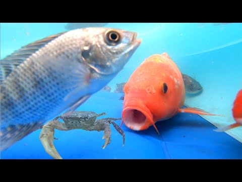 Gold Carp Eel Channa Tilapia Actinopterygii Catfish GoldFish Crab Shrimp Cute Animals