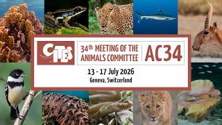 34th meeting of the CITES Animals Committee  - Morning (13 July)