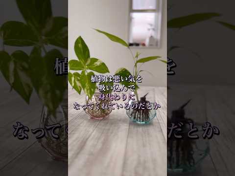 コップ一杯の水でバラの切り株を作る方法 簡単なステップバイステップのチュートリアル 技術的なヒント 園芸植物の増殖