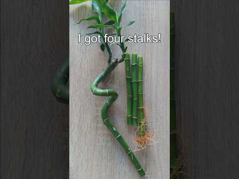 🌿 How To Propagate Lucky Bamboo In Water 🌿| Easy Lucky Bamboo propagation | How to cut Lucky Bamboo