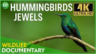 Hummingbirds in 4K: Colorful Tropical Birds in Slow Motion | Nature & Wildlife Documentary