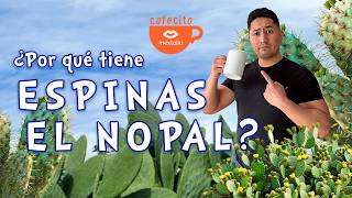 ¿POR QUÉ EL NOPAL TIENE ESPINAS?