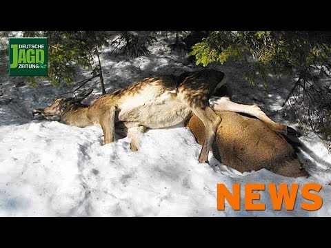 Wildtiermanagement Wolf, Rheinischer Klüngel, Bergwild – DJZ-News 3/2019