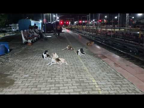  dogs waiting for a train at night.
