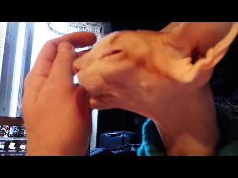 4 minutes of Darwin licking my hands (Sphynx, cat, katt)
