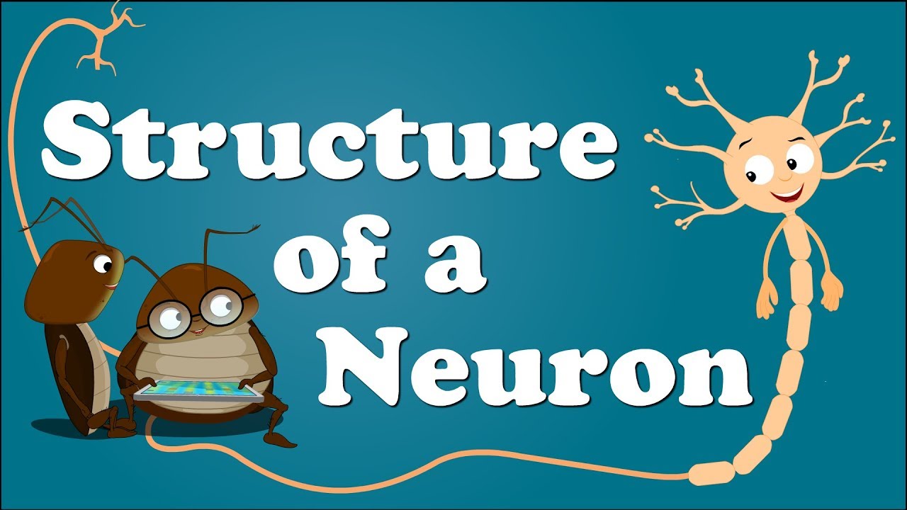 Structure of a Neuron | #aumsum #kids #science #education #children