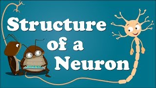 Structure of a Neuron | #aumsum #kids #science