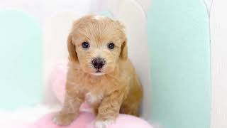 ハーフ犬の動画01