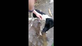 cani-legati-e-seviziati-a-sant-antimo-video-denuncia