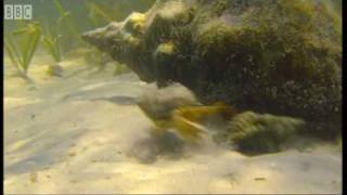 Giant Horse Conch and Burglar Hermit Crabs | Blue Planet | BBC Earth Giant Horse Conch and Burglar Hermit Crabs | Blue Planet | BBC Earth