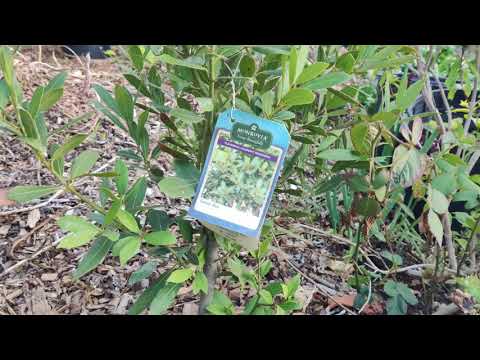 image-Can you grow bay laurel in Zone 7?