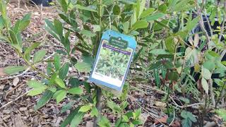 All About Sweet Bay Laurel Tree or Laurus nobilis (Bay Leaves)