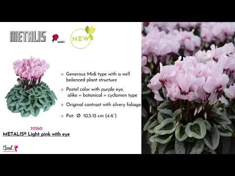 MOREL Cyclamen Novelties & Pre-introductions 2020 thumbnail