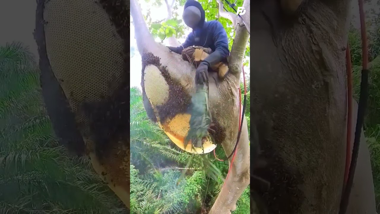 Why Don't Bees Attack Beekeepers? The Smoke Secret Revealed!