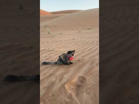 رحلة للبر في مدينة العين