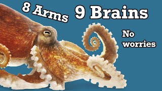 Mollusks: Octopus Brains and Sustainable Seafood