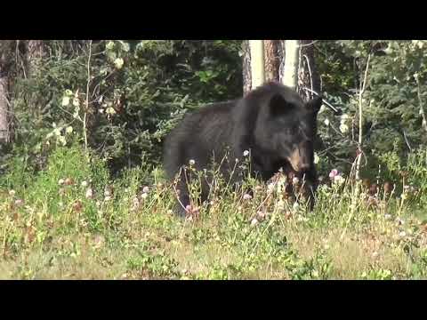 Black Bear Survey