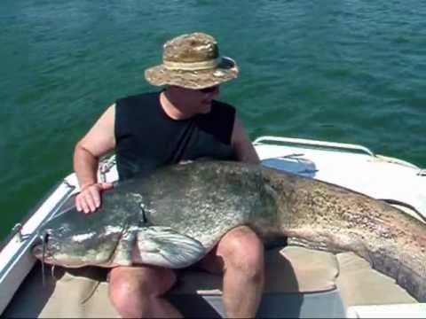 Gigantic Wels Catfish caught in Ebro, Spain - 155 lbs.!!!!
