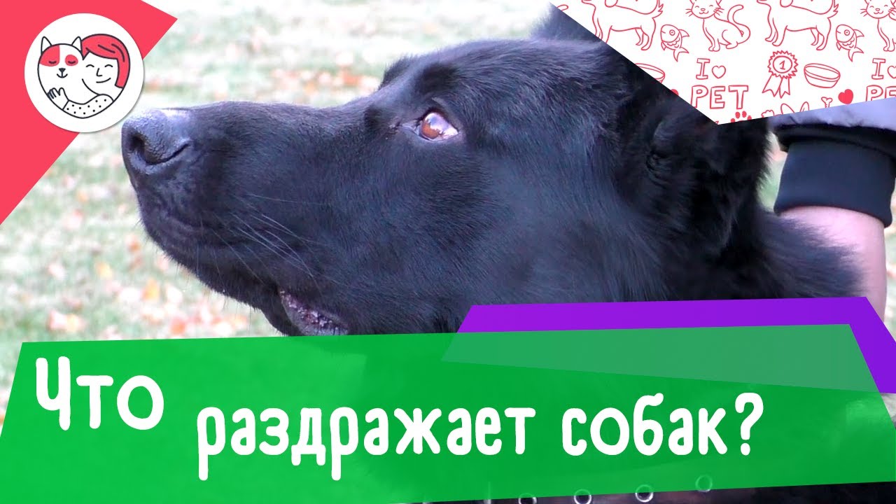 6 человеческих поступков, которые собаки терпеть не могут