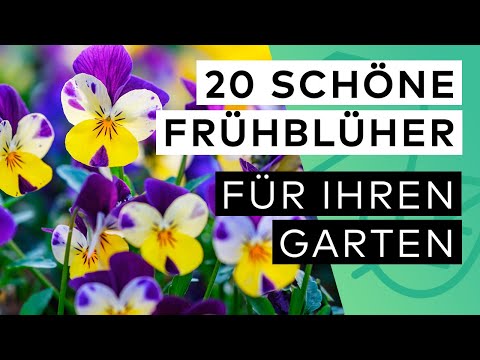 20 early blooming plants - How to quickly make your garden colorful