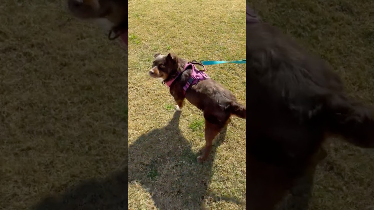 Enlarge Dynamite DEBBIE, a ADOPTABLE mixed breed in Chandler, AZ video 2/6