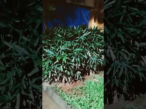 #peace #oldsong #alone #shortvideo 22/08/25 #sochengetumhepyarkarekenahi