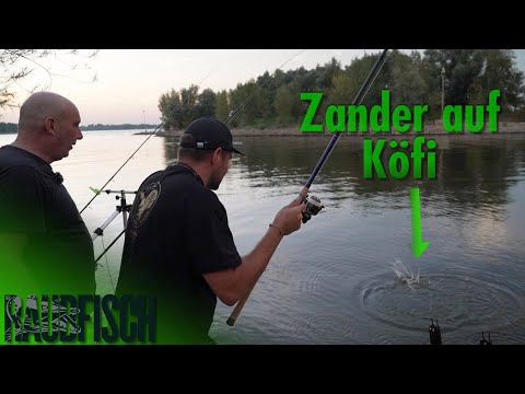 With the feeder rod for zander
