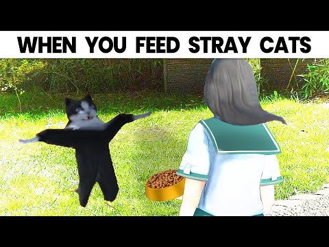 What Happens When You Feed Stray Cats?
