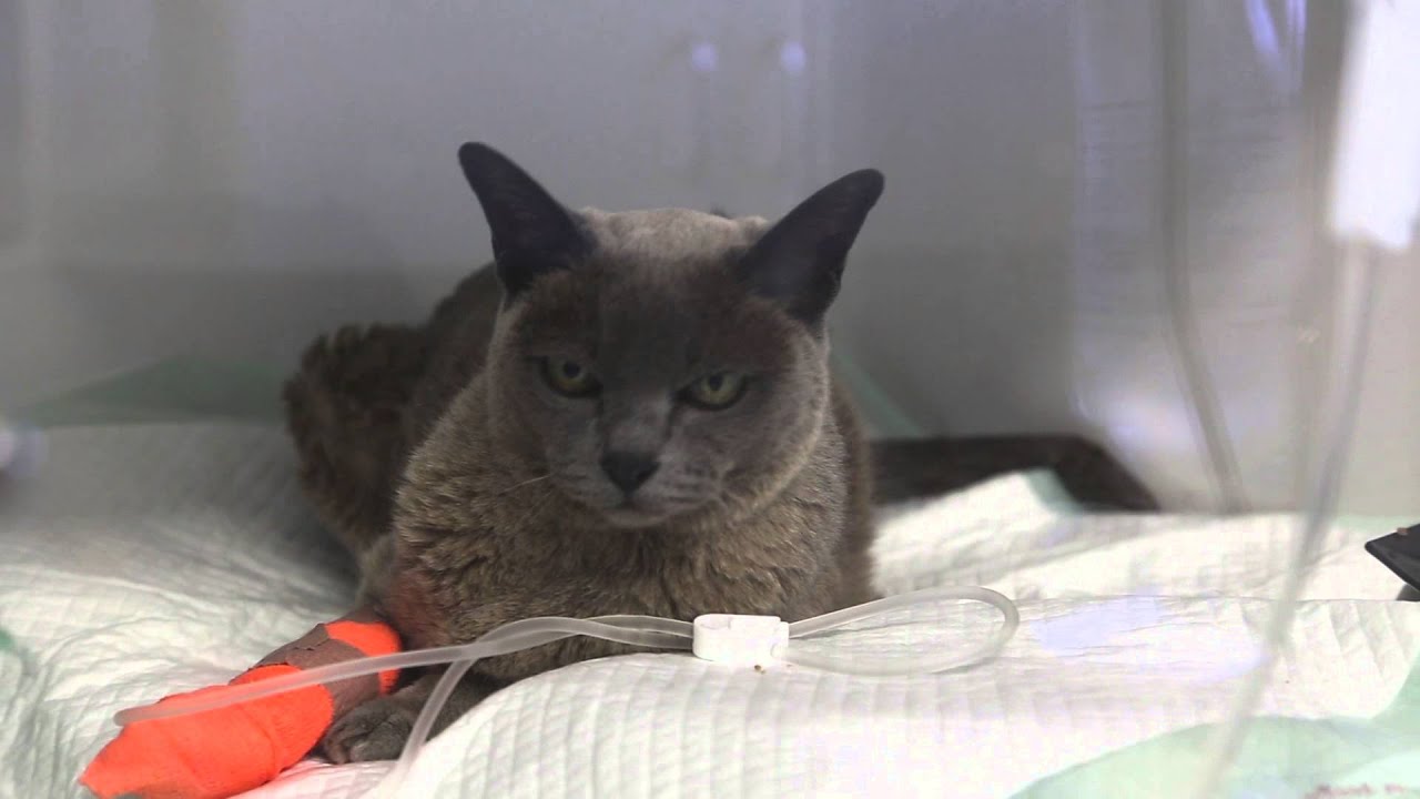 PETMED Clinic Walkthrough