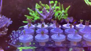 Download the video "Fragi galaxea"