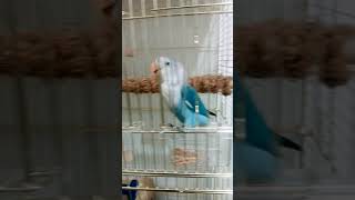 Hey Human Release Me🐦 🙄😁