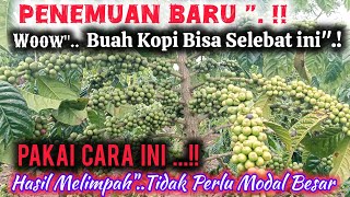 Download lagu 🔴 PAKAI CARA INI '. !! 💫 Pasti Manjur '..!! Buah Kopi Bisa Super Lebat '.!! Dan Buah MELIMPAH !! mp3