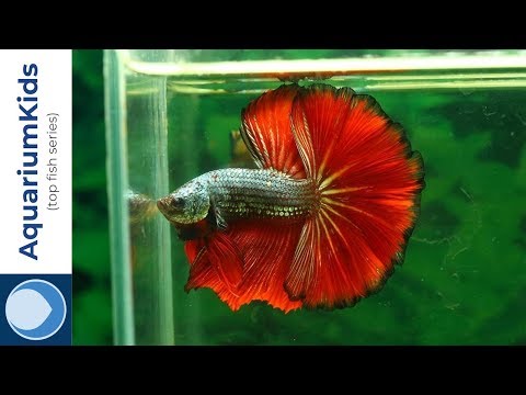 THE TOP 5 COMPATIBLE TANK MATES FOR BETTAS (4K UHD)!