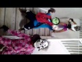 My Monster Harlem Shake
