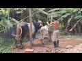 Cattle Breeding Farming Breeding Rural King Of Cow Mating