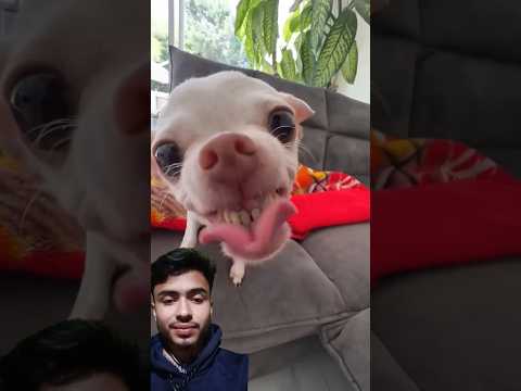 #humor #funny #memes #pets #comedy #dog #dogcake #chihuahuapuppy #confeitaria #dogbreeds