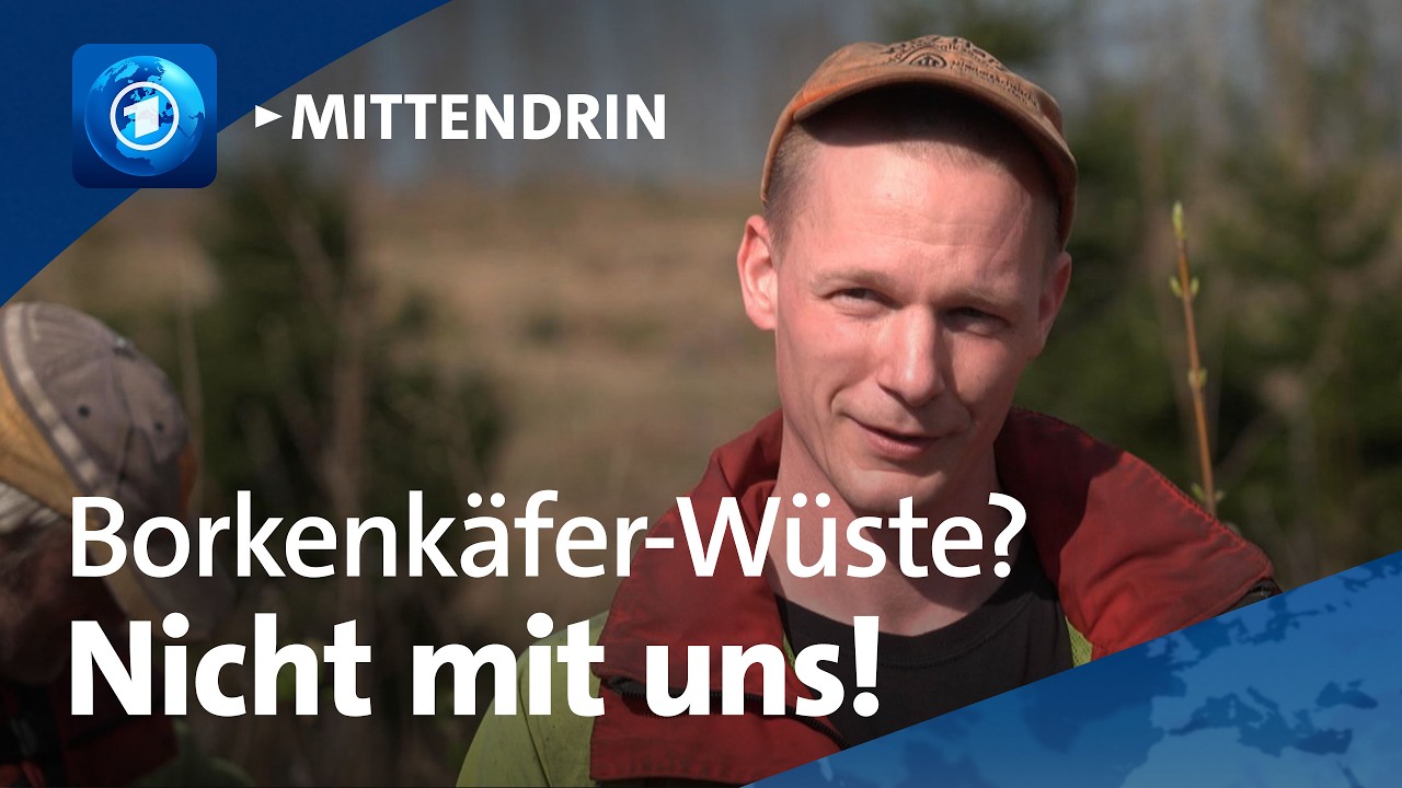 Altenau: Wie der Harz nach dem Bäumesterben wieder grün werden soll | tagesthemen mittendrin