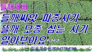 들깨모종 들깨씨앗파종시기