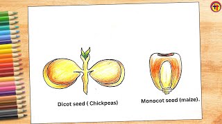 How to Draw Dicot and Monocot Seeds | Class 6 Science Diagram