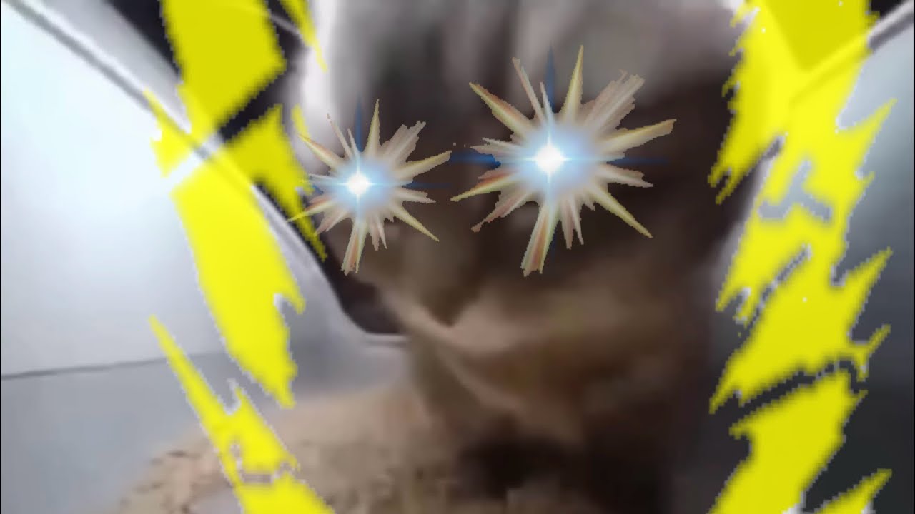 【猫ミーム】もっと徐々に本気を出すチピチピチャパチャパ猫(×0.1～×100)