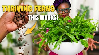 Ferns Made Easy: Create a Lush, Soil-Free Bowl in 5 Simple Steps!