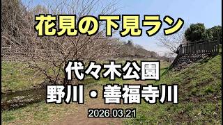 【花見ラン】東京桜の満開間近！花見の下見ラン #お花見ラン #代々木公園ラン