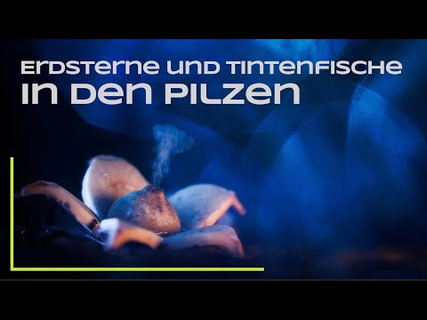 Mushroom photography and other special features