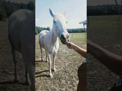 feeding our horses cucumbers
