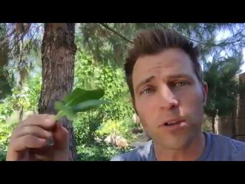 Tobacco Plants Help Scorpion Stings!