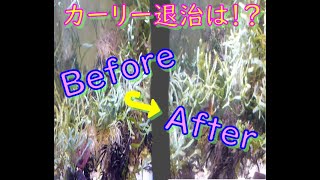 衝撃のビフォーアフター！！　ウミフクロウによる、カーリー退治の結果はどうなった？　さすが匠の技は違う☆彡