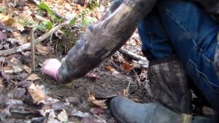 little bit of after school trapping