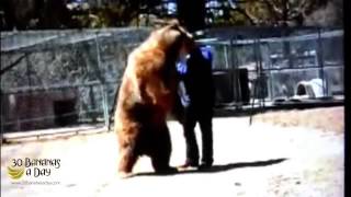FATAL Bear Attack Caught On Camera or just a bit of bear play?